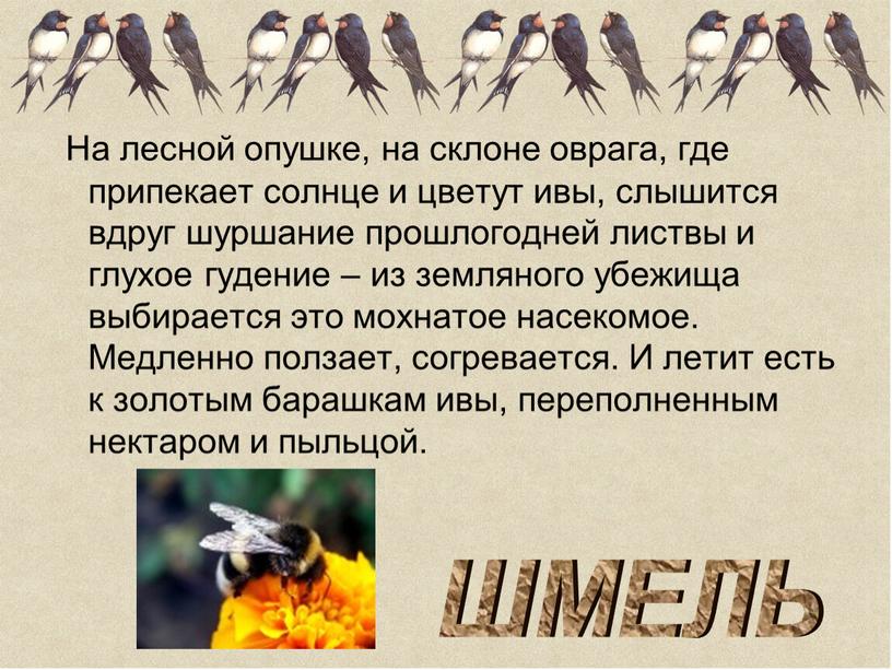 На лесной опушке, на склоне оврага, где припекает солнце и цветут ивы, слышится вдруг шуршание прошлогодней листвы и глухое гудение – из земляного убежища выбирается…