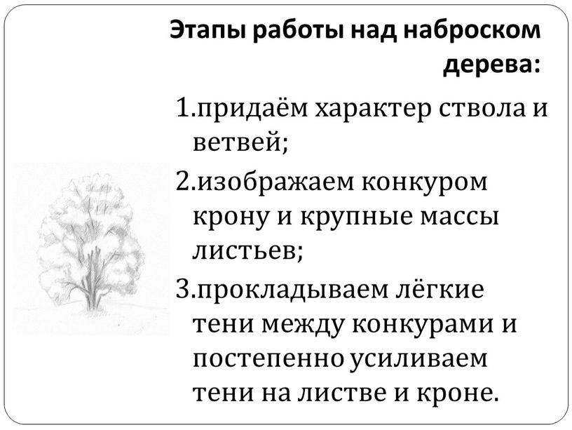 Этапы работы над наброском дерева: 1