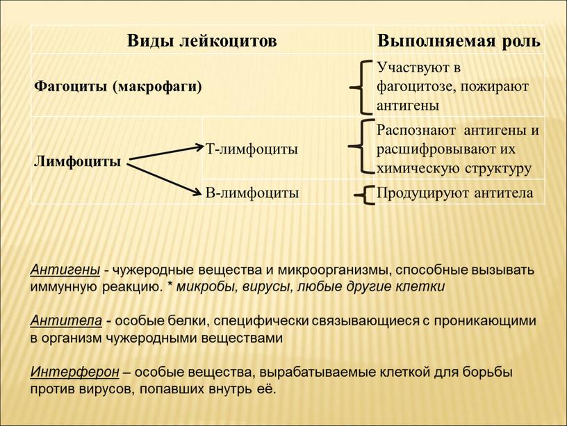 Виды лейкоцитов Выполняемая роль