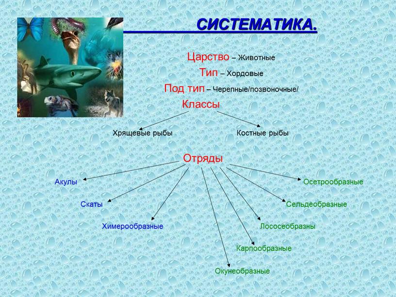 СИСТЕМАТИКА.