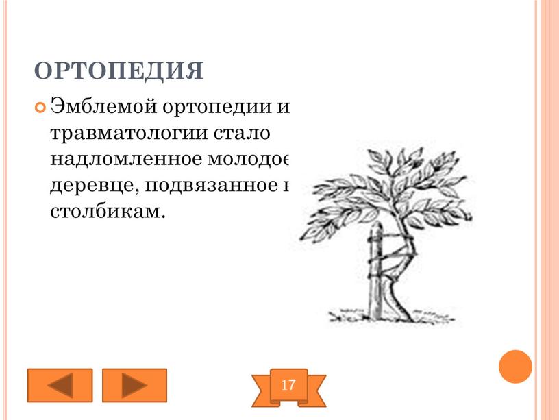 ОРТОПЕДИЯ Эмблемой ортопедии и травматологии стало надломленное молодое деревце, подвязанное к столбикам