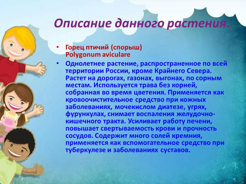 Описание данного растения. Горец птичий (спорыш)