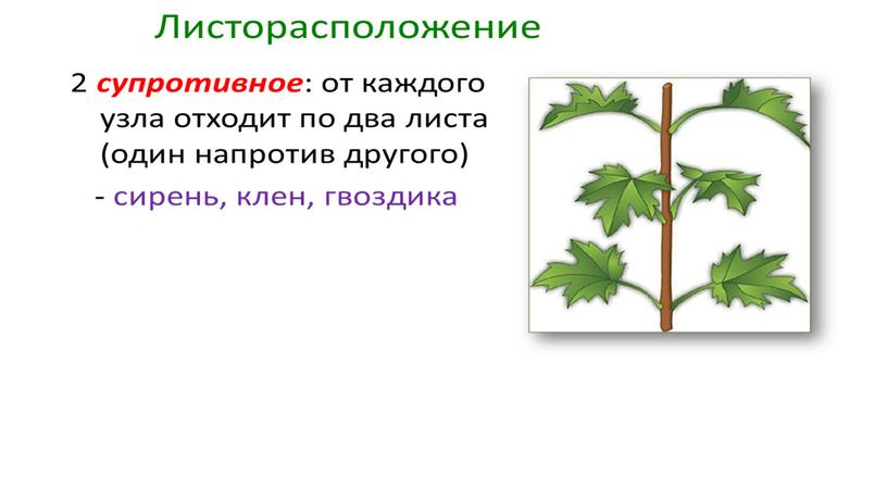 Размножение и оплодотворение растений. Вегетативное размножение