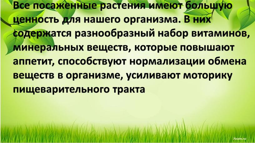 Все посаженные растения имеют большую ценность для нашего организма