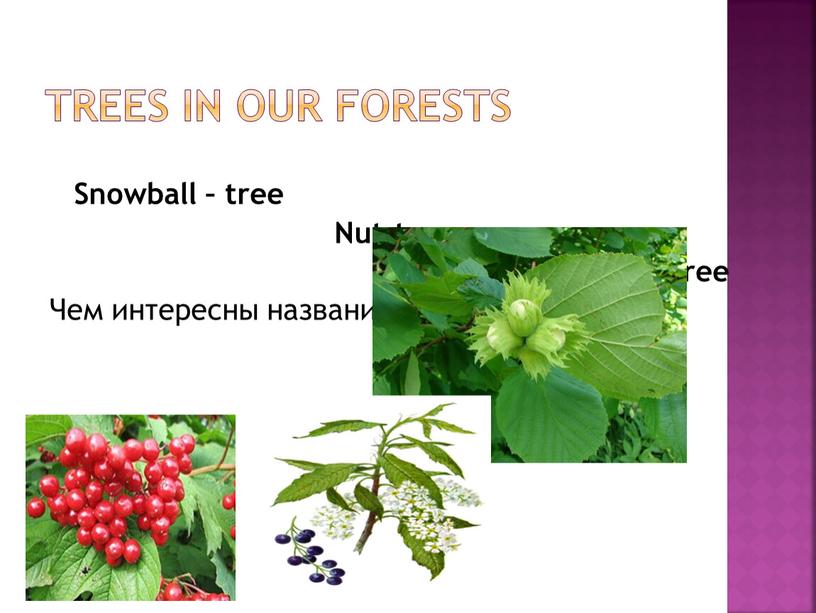 TREES IN OUR FORESTS Snowball – tree