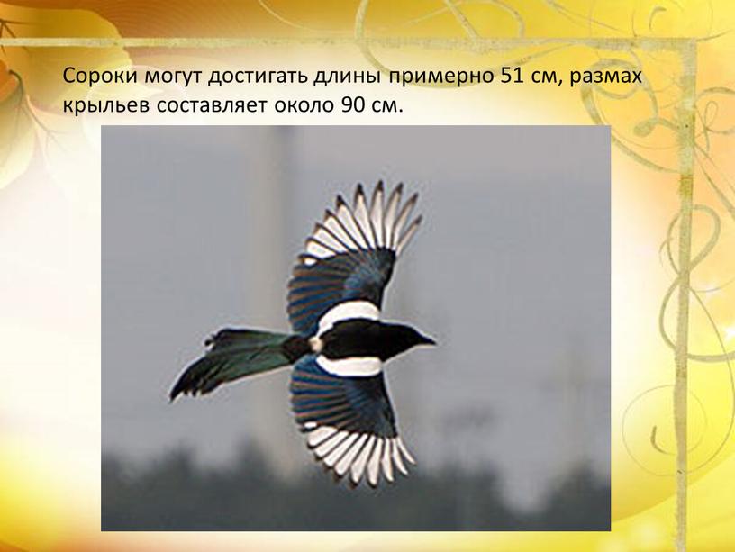 Сороки могут достигать длины примерно 51 см, размах крыльев составляет около 90 см