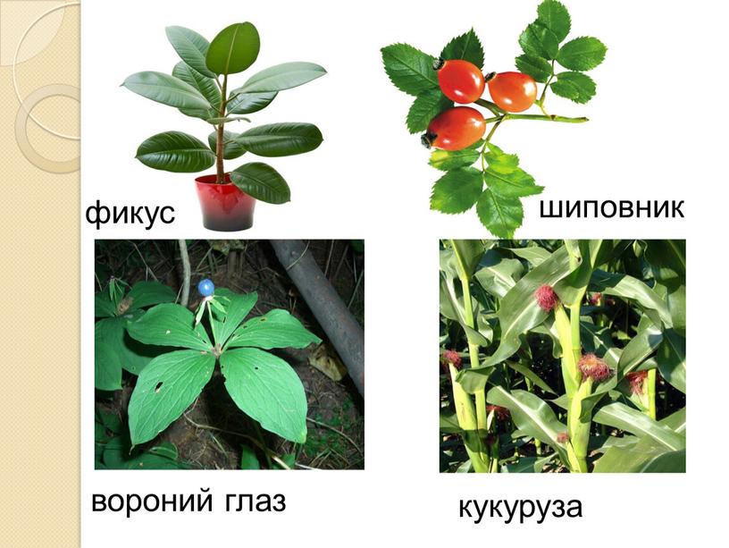 фикус шиповник вороний глаз кукуруза