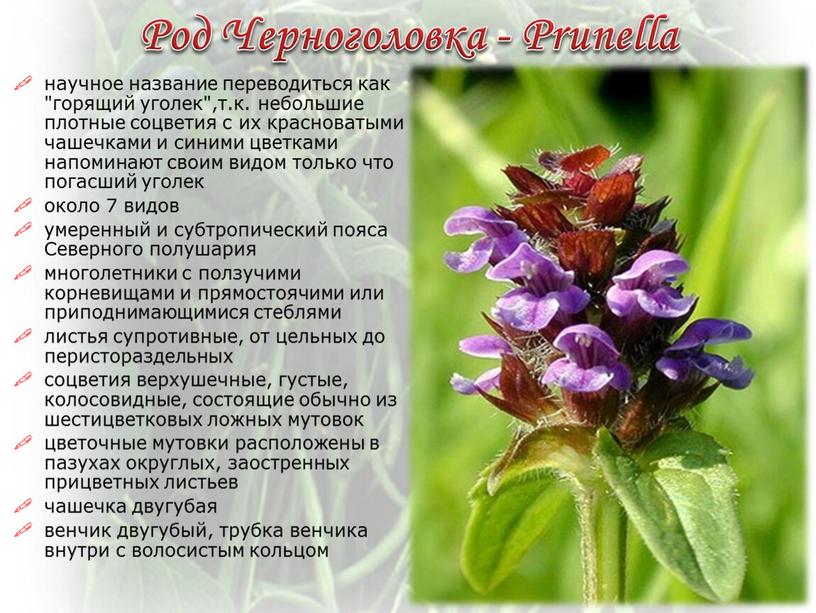 Род Черноголовка - Prunella научное название переводиться как "горящий уголек",т