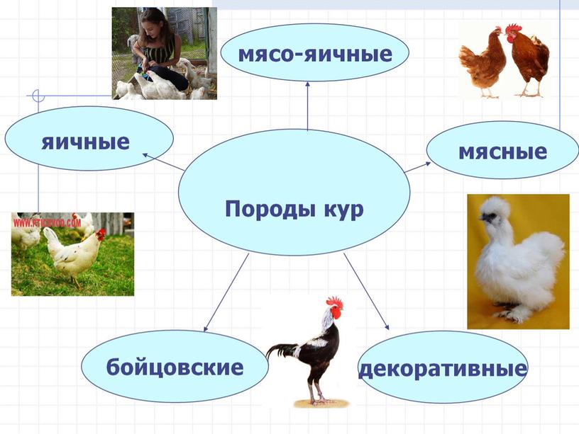 Презентация: «Выведение птицы семейства куриных в домашних условиях»