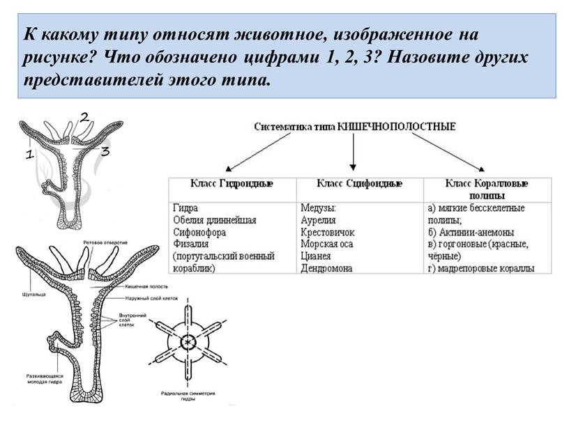 К какому типу относят животное, изображенное на рисунке?