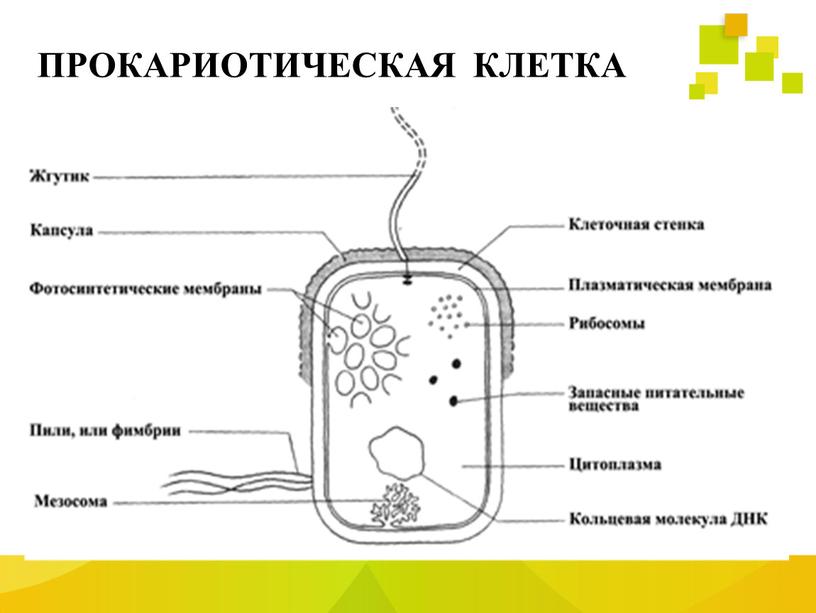 ПРОКАРИОТИЧЕСКАЯ КЛЕТКА