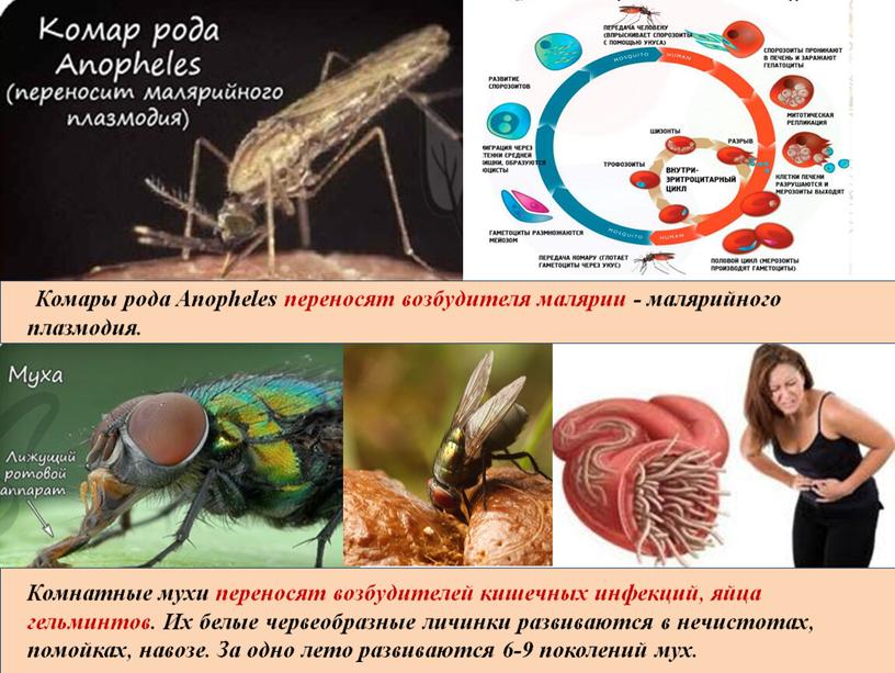 Комары рода Anopheles переносят возбудителя малярии - малярийного плазмодия