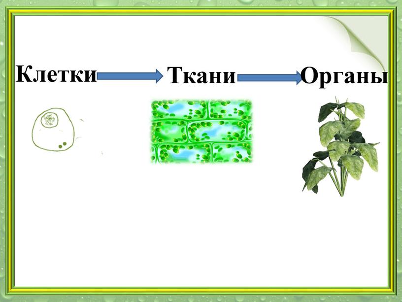 Клетки Ткани Органы