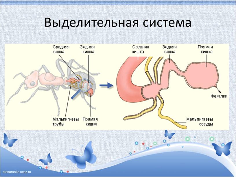 Выделительная система