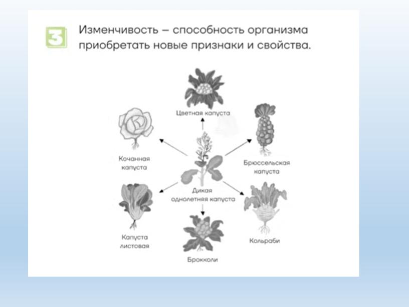 Разбор заданий №1 ОГЭ биология из сборника В.С.Рохлова