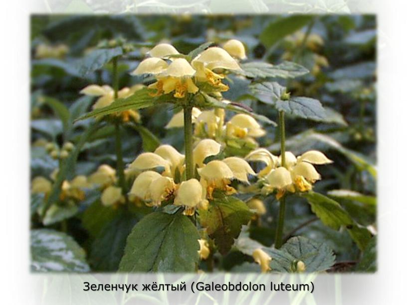 Зеленчук жёлтый (Galeobdolon luteum)