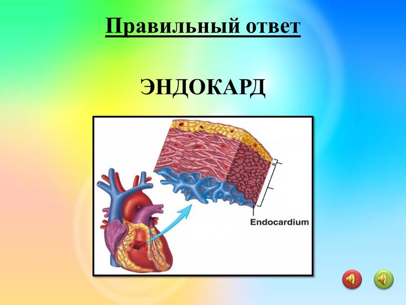 ЭНДОКАРД Правильный ответ