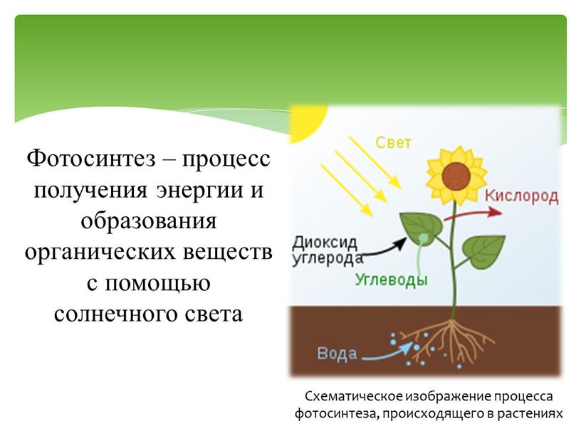 Фотосинтез – процесс получения энергии и образования органических веществ с помощью солнечного света