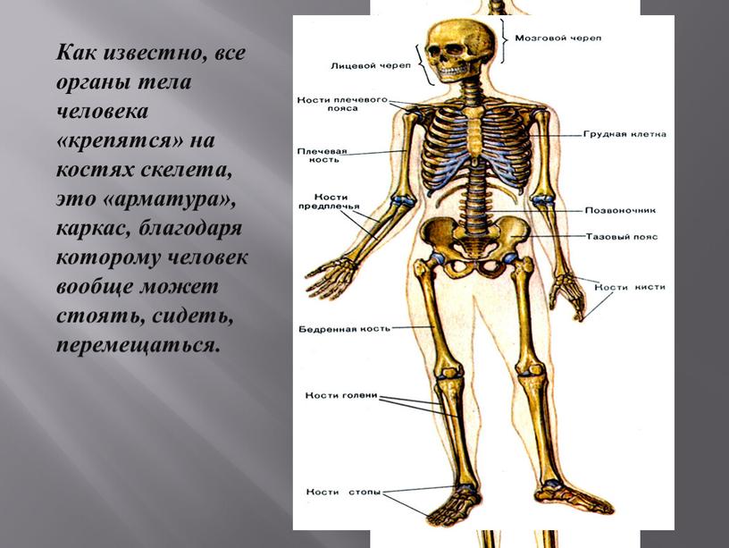 Как известно, все органы тела человека «крепятся» на костях скелета, это «арматура», каркас, благодаря которому человек вообще может стоять, сидеть, перемещаться