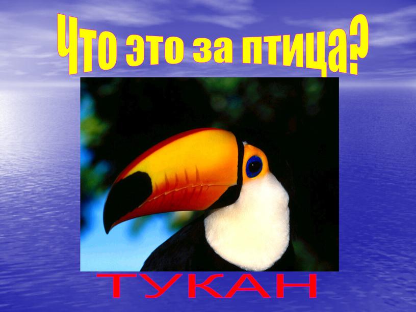 Что это за птица? ТУКАН