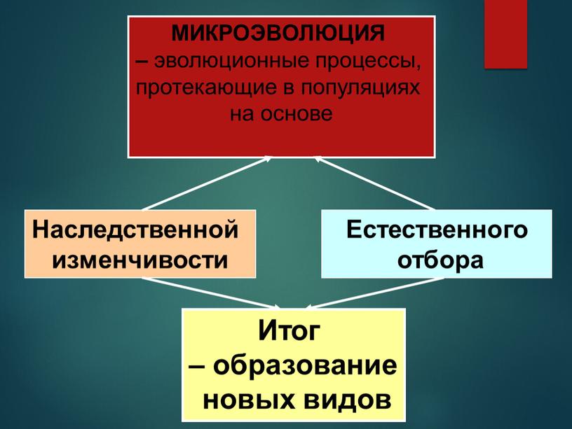 МИКРОЭВОЛЮЦИЯ – эволюционные процессы, протекающие в популяциях на основе