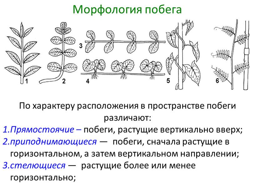 По характеру расположения в пространстве побеги различают: