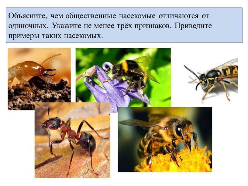 Объясните, чем общественные насекомые отличаются от одиночных