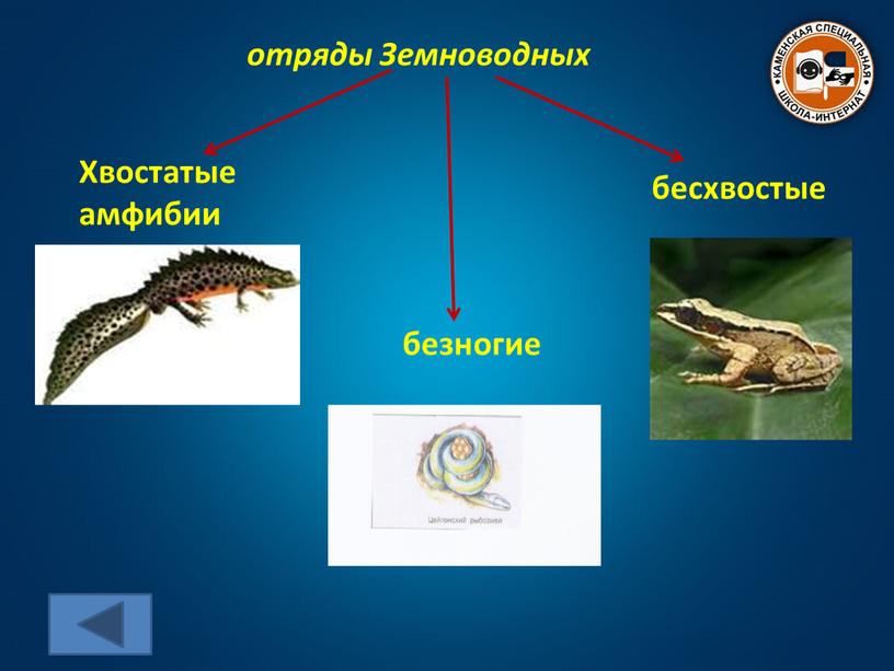 Земноводных Хвостатые амфибии бесхвостые безногие