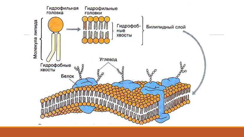 Презентация Клетка как биологическая система. Подготовка к ЕГЭ