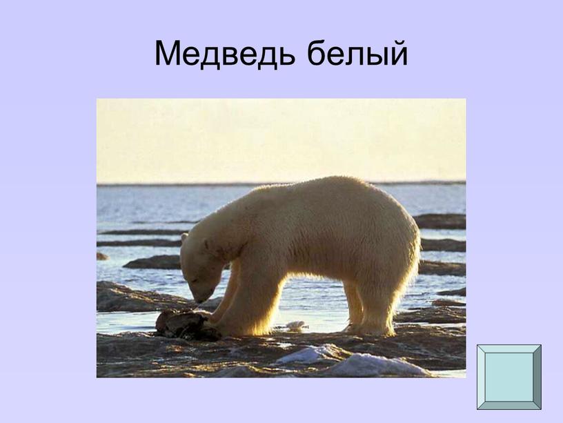 Медведь белый