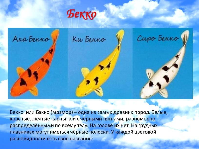 Бекко или Бэкко (мрамор) – одна из самых древних пород