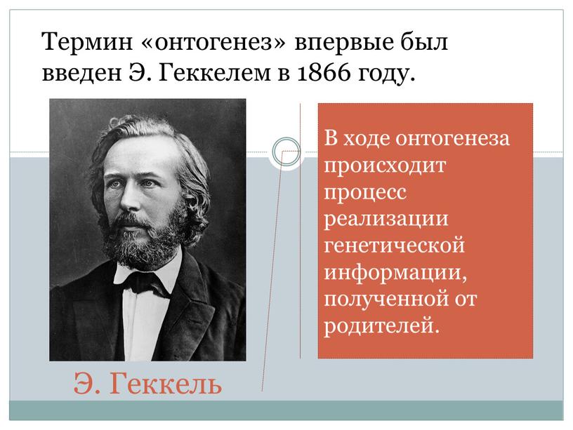 Э. Геккель Термин «онтогенез» впервые был введен