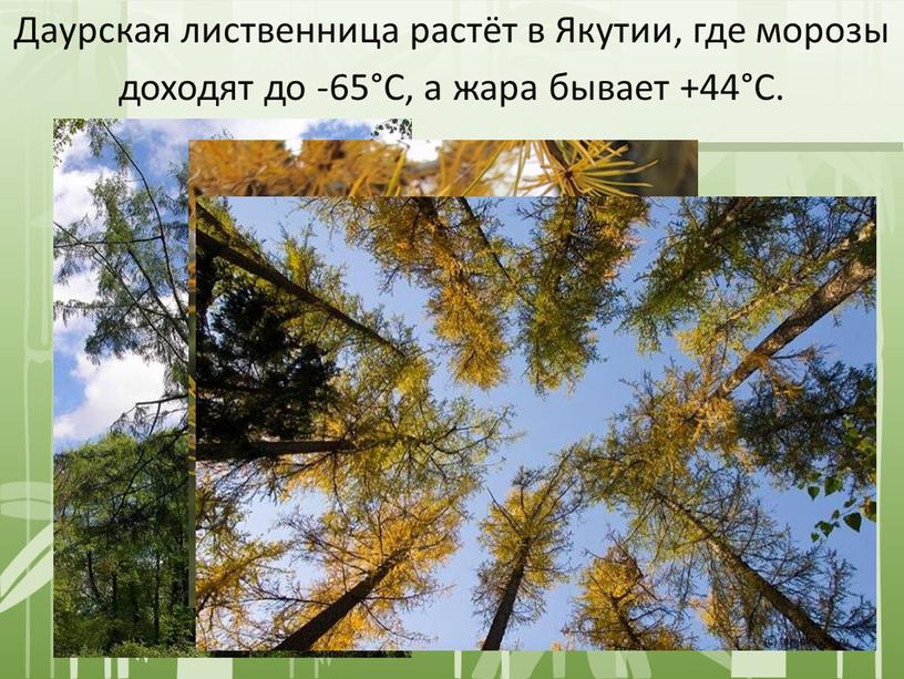 Даурская лиственница растёт в Якутии, где морозы доходят до -65°С, а жара бывает +44°С