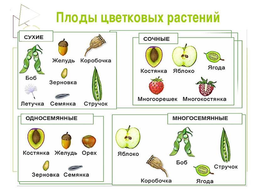 Царства растений