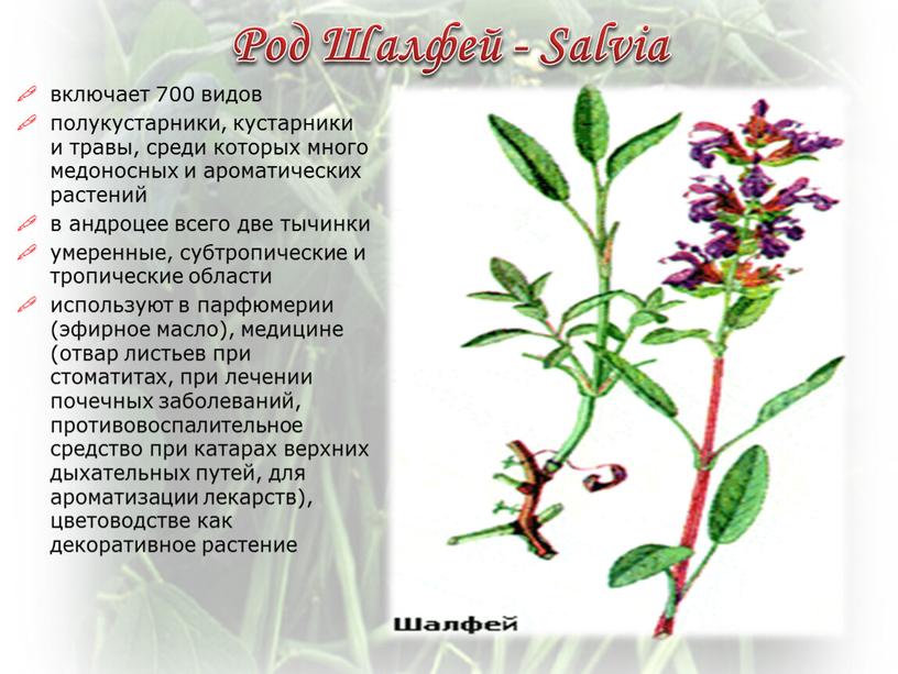 Род Шалфей - Salvia включает 700 видов полукустарники, кустарники и травы, среди которых много медоносных и ароматических растений в андроцее всего две тычинки умеренные, субтропические…