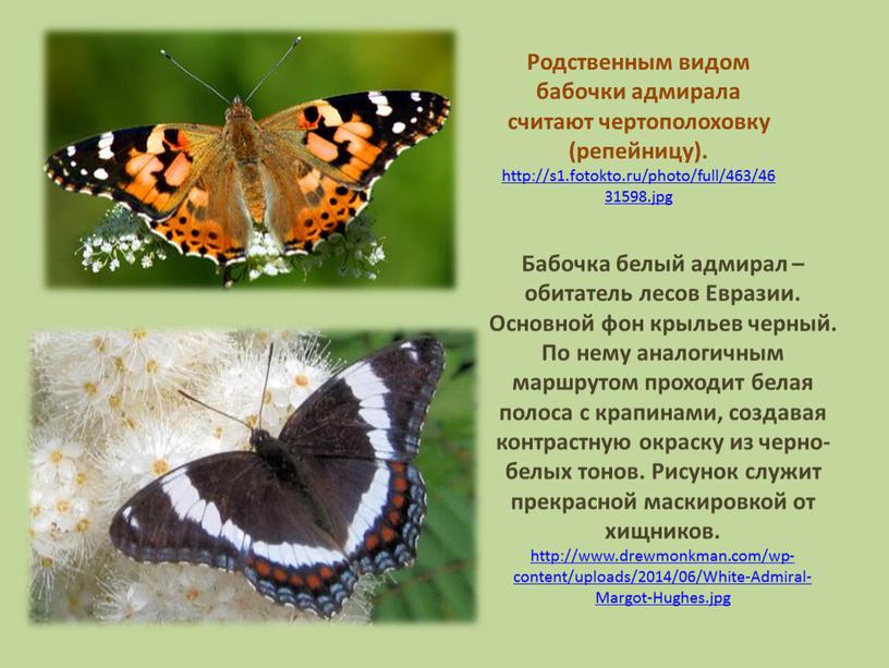 Родственным видом бабочки адмирала считают чертополоховку (репейницу)