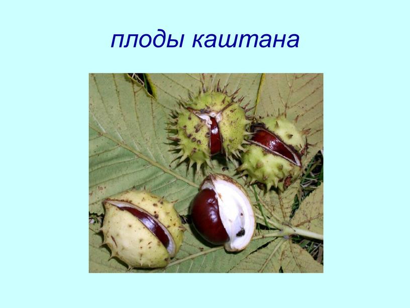 плоды каштана