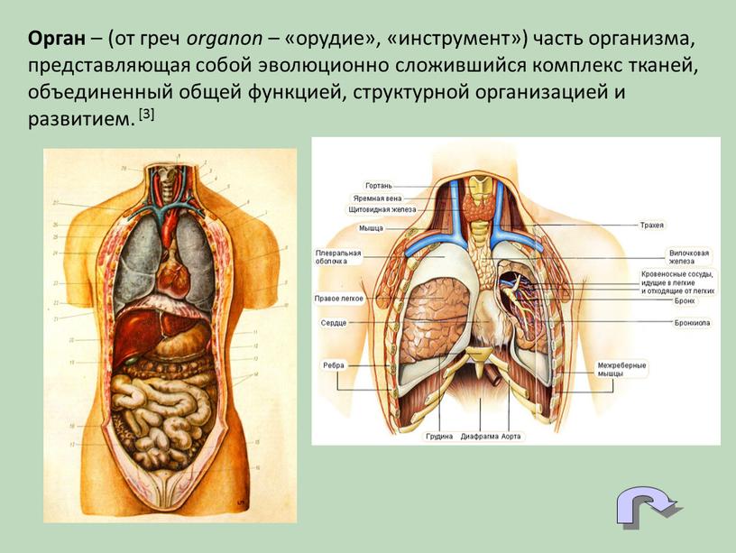 Орган – (от греч organon – «орудие», «инструмент») часть организма, представляющая собой эволюционно сложившийся комплекс тканей, объединенный общей функцией, структурной организацией и развитием