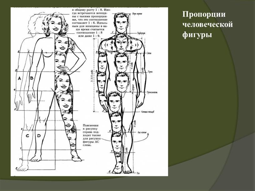 Пропорции человеческой фигуры