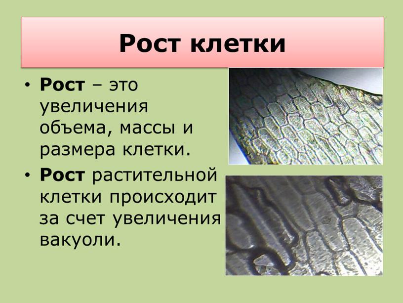 Рост клетки Рост – это увеличения объема, массы и размера клетки