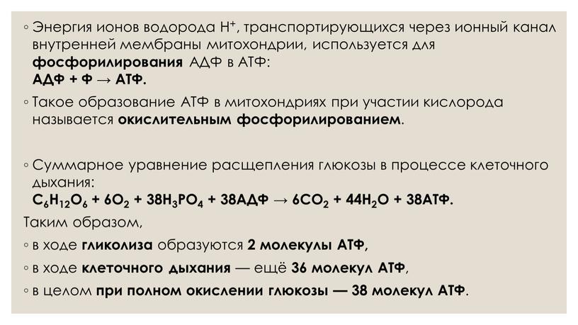 Энергия ионов водорода H+, транспортирующихся через ионный канал внутренней мембраны митохондрии, используется для фосфорилирования