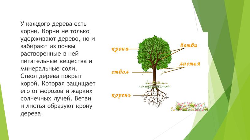 У каждого дерева есть корни. Корни не только удерживают дерево, но и забирают из почвы растворенные в ней питательные вещества и минеральные соли