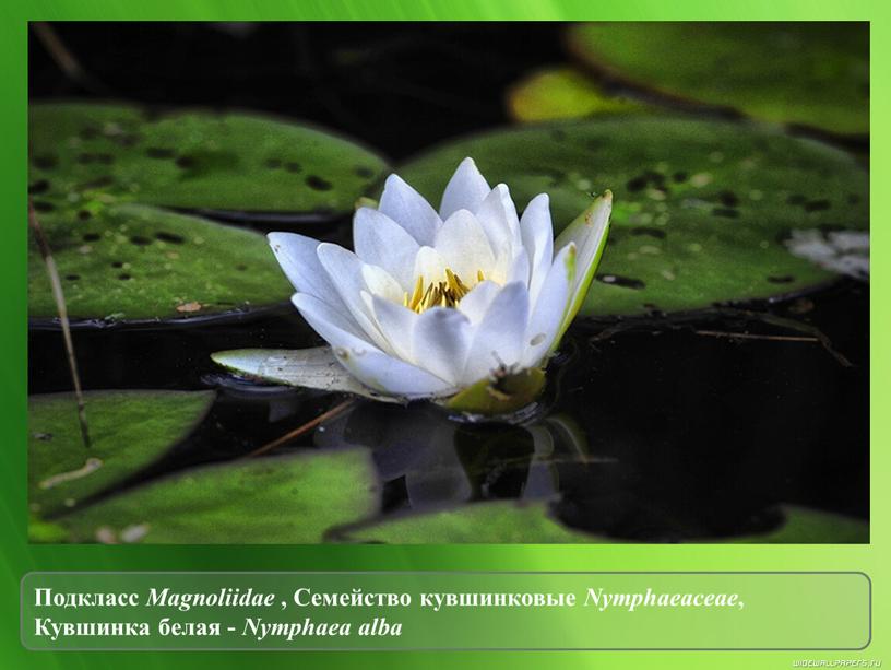 Подкласс Magnoliidae , Семейство кувшинковые