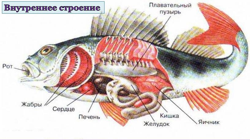 Внутреннее строение