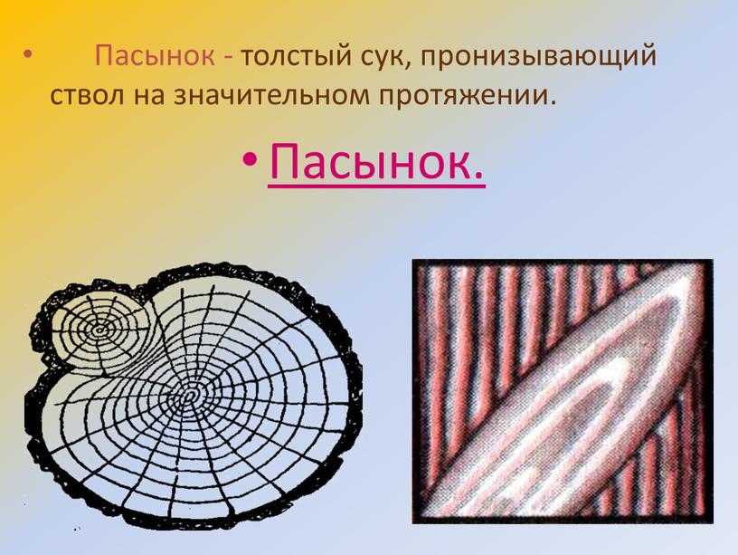 Пасынок - толстый сук, пронизывающий ствол на значительном протяжении