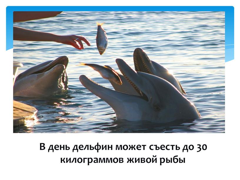 В день дельфин может съесть до 30 килограммов живой рыбы