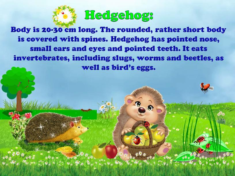 Hedgehog: Body is 20-30 cm long