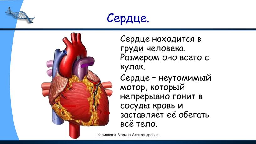 Сердце. Сердце находится в груди человека