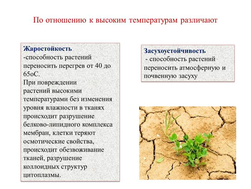 Жаростойкость способность растений переносить перегрев от 40 до 65оС