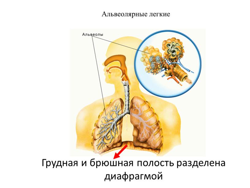 Грудная и брюшная полость разделена диафрагмой